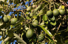 ep aguacate de canarias