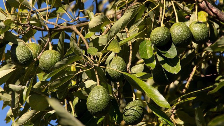 ep aguacate de canarias ep aguacate de canarias