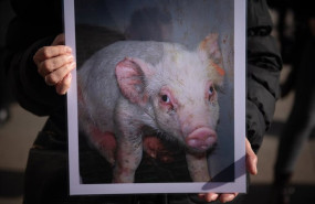ep archivo   concentracion por el dia internacional de los derechos de los animales dida organizada