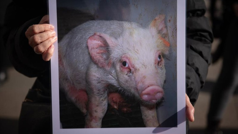ep archivo   concentracion por el dia internacional de los derechos de los animales dida organizada