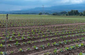 ep archivo   plantacion de tabaco 20251023125203