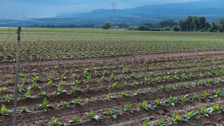 ep archivo   plantacion de tabaco 20251023125203
