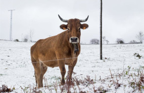 ep archivo una vaca rodeada de nieve ep archivo una vaca rodeada de nieve