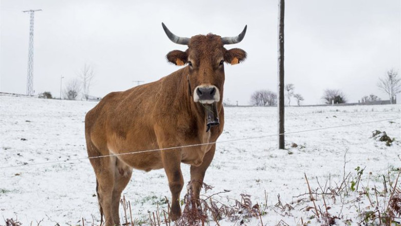 ep archivo   una vaca rodeada de nieve