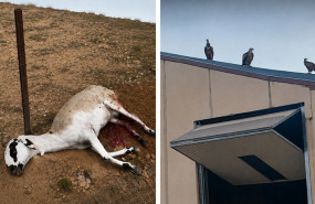 ep ava asaja denuncia que los buitres matan en valencia una oveja y un corderito tras el parto