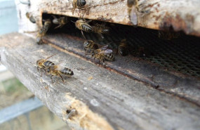 ep colmena con abejas