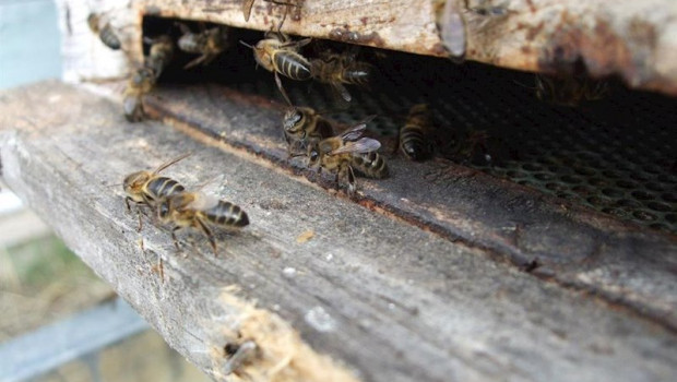 ep colmena con abejas