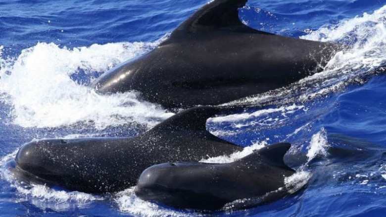 Identificada una nueva subespecie de ballena piloto en el océano Pacífico | AMY VAN CISE, WOODS HOLE OCEANOGRAPHIC INSTITUTION ep identificadanueva subespecieballena pilotooceano pacifico