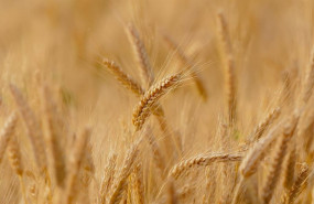 ep imagen de archivo de un campo de cereal