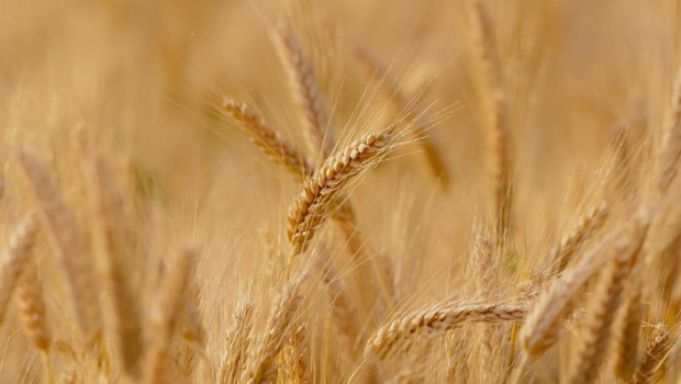 ep imagen de archivo de un campo de cereal