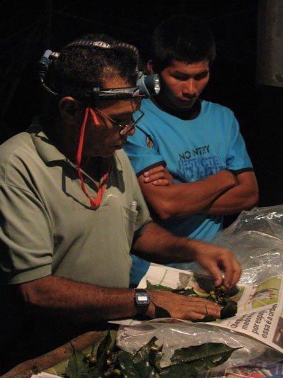 ep investigadores analizan la botanica de la selva tropical del amazonas ep investigadores analizan la botanica de la selva tropical del amazonas