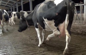 ep maltrato animal granja lactea inglesa cows farming ep maltrato animal granja lactea inglesa cows farming