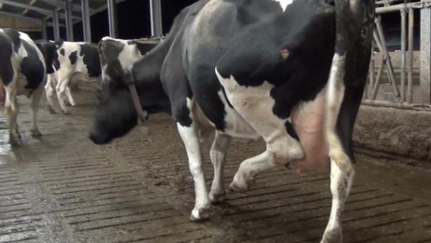 ep maltrato animal granja lactea inglesa cows farming ep maltrato animal granja lactea inglesa cows farming