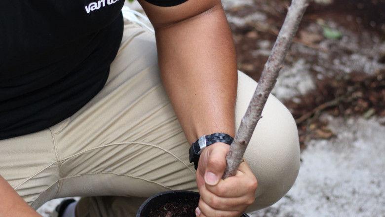 1600341521 vamosuncocheunarbol vertical comp