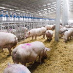 ep archivo   cerdos en una granja