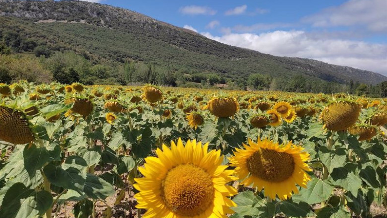 ep archivo plantacion de girasoles ep archivo plantacion de girasoles