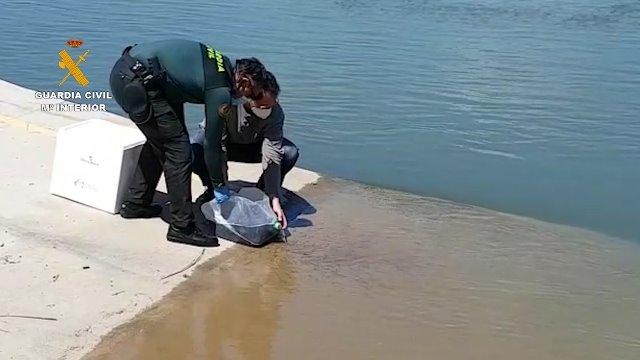 La Guardia Civil reintroduce en el medio natural a las angulas incautadas en la operación ASKEA | Guardia Civil ep la guardia civil reintroduce en el medio natural a las angulas incautadas en la operacion askea