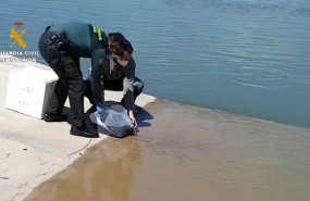 ep la guardia civil reintroduce en el medio natural a las angulas incautadas en la operacion askea