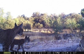 ep lince 20170827122201