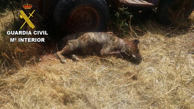 ep presa canario muertocausalos golpes recibidos