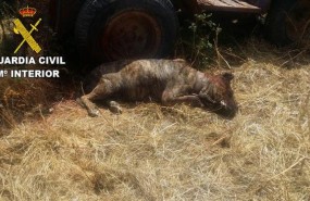 ep presa canario muertocausalos golpes recibidos