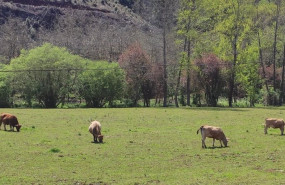 ep vacas en el campo