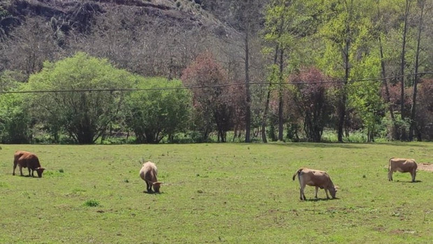 ep vacas en el campo