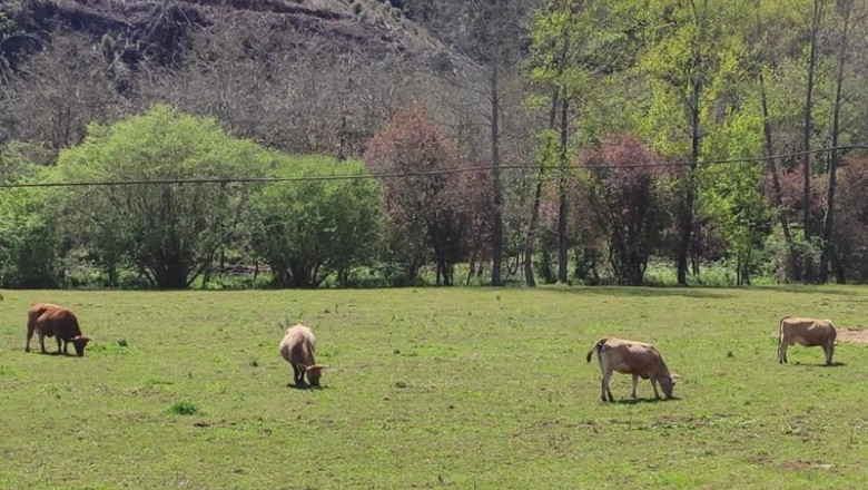 ep vacas en el campo