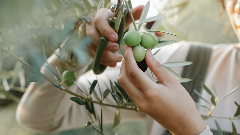 1624463935 molino jabonero