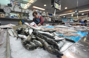 ep archivo   sardinas en las pescaderias de la praza de lugo