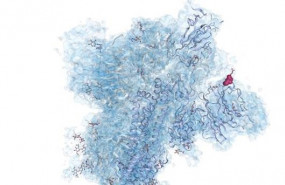 ep estructura del trimero de la proteina que forma las espiculas del virus sars-cov-2 obtenida por