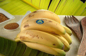 ep platano de canarias