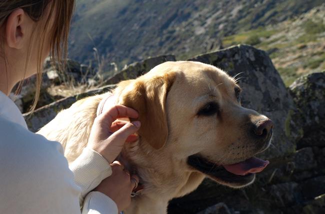 Un perro con su dueña. | EUROPA PRESS ep un perrosu duena