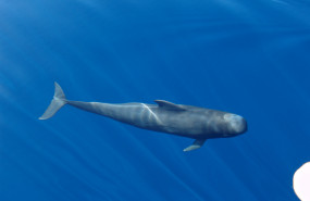 1627467281 estudio ais cet ceos lpf 01 20210728153225 