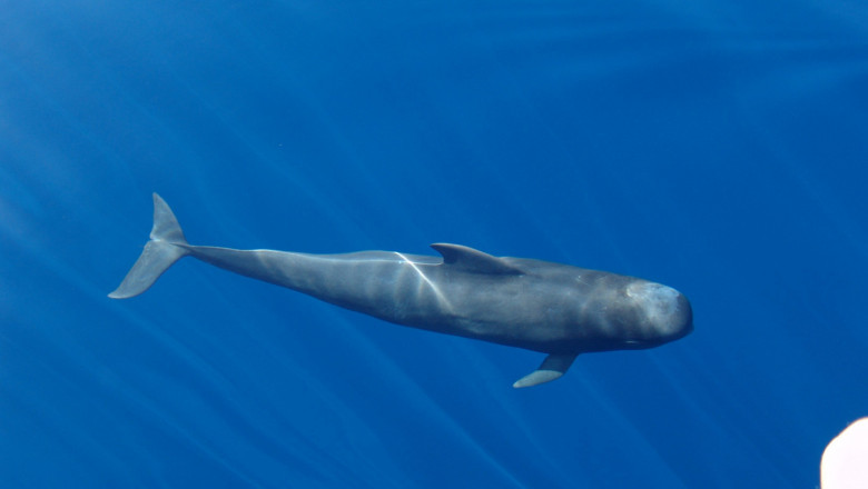 1627467281 estudio ais cet ceos lpf 01 20210728153225 