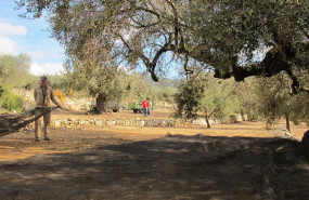 ep agricultura- coag pide un plan de recuperacion del olivo para las miles de hectareas danadas por
