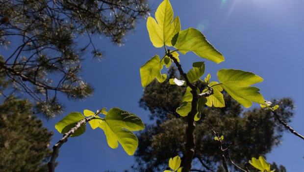 ep archivo   hojas de higuera en el arboreto de luis ceballos a 26 de mayo de 2022 en san lorenzo de