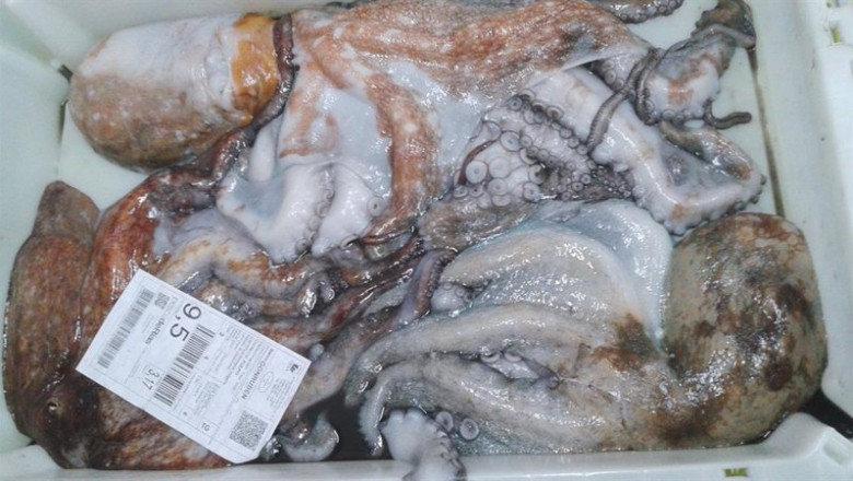 ep archivo   pulpo