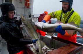 ep consejo de productos del mar de noruega