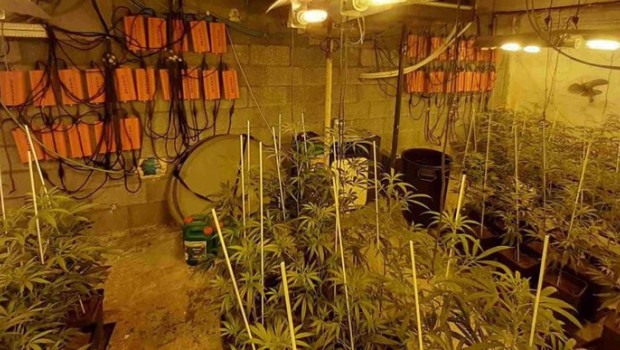 ep endesa desconecto de la red 1260 enganches de plantaciones ilegales de marihuana durante el