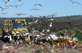 ep las gaviotas podrian estar contaminando los humedales de andalucia por la basura contaminantes y