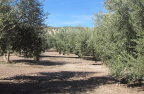 ep olivar en jaen