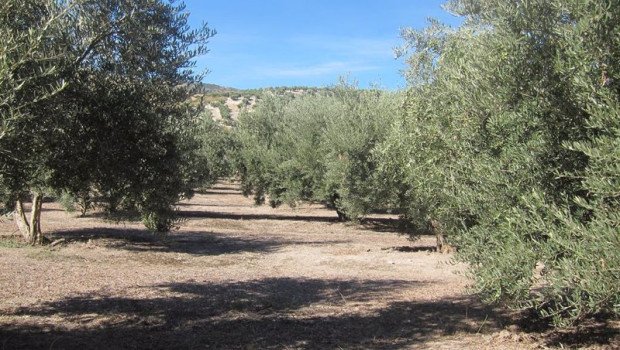 ep olivar en jaen