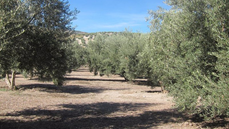 ep olivar en jaen