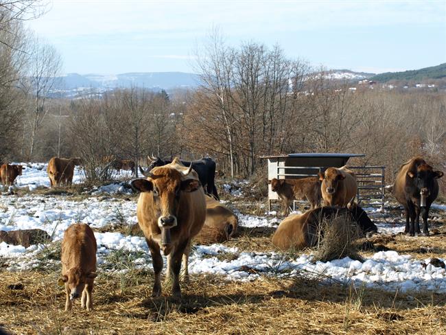 Vacas pastando | EUROPA PRESS - Archivo ep vacas pastando