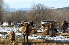 ep vacas pastando