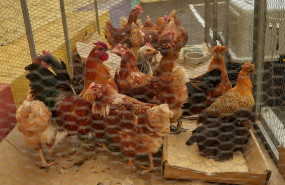 ep archivo   gallinas en granja