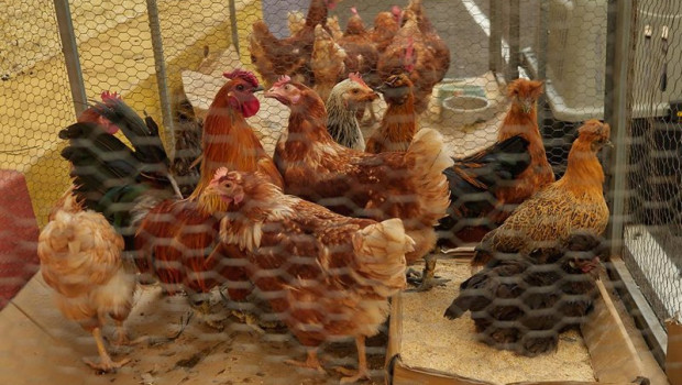 ep archivo   gallinas en granja