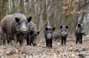 ep archivo   una piara de jabalies