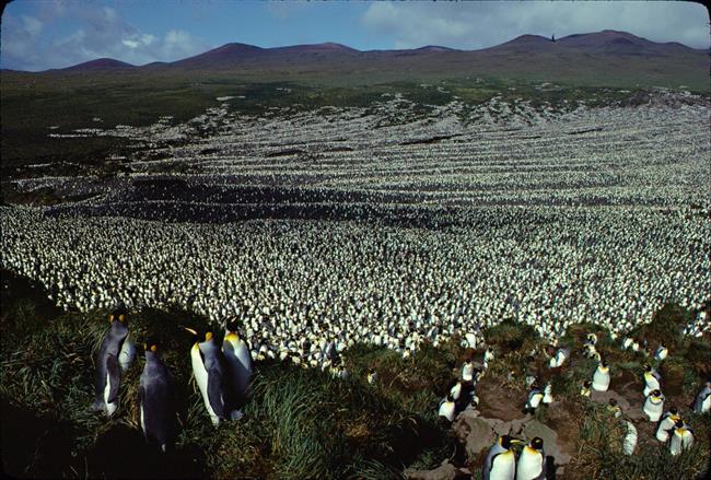 Colonia de pingüinos rey en Île aux Cochons (Isla de los Cerdos) en 1982 | © HENRY WEIMERSKIRCH ep coloniapinguinos rey en le aux cochons islalos cerdos en 1982